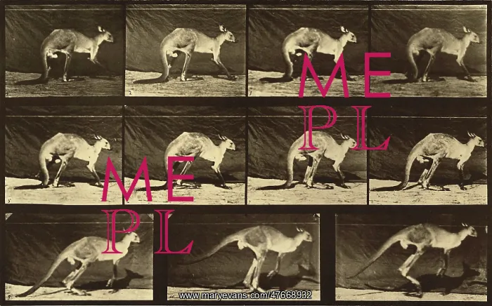 : Kangaroo Locomotion : Kangaroo Locomotion