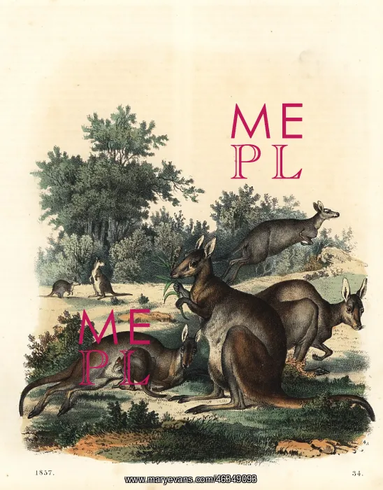 : Kangaroo, Macropus giganteus : Kangaroo, Macropus giganteus