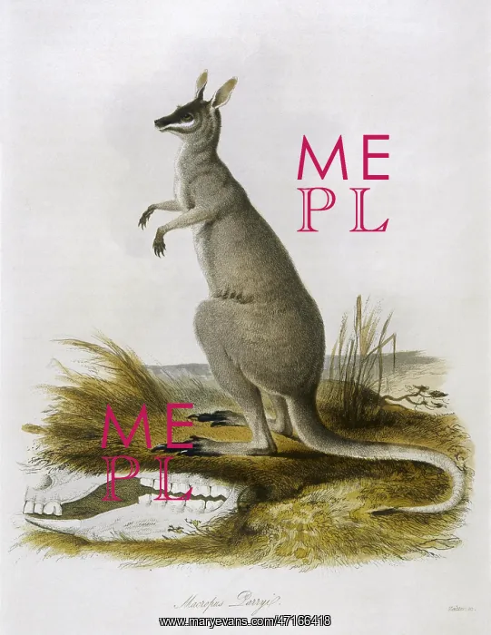 : KANGAROO / PARRYI 1835 : KANGAROO / PARRYI 1835