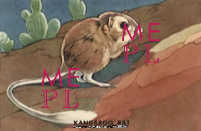 : Kangaroo Rat