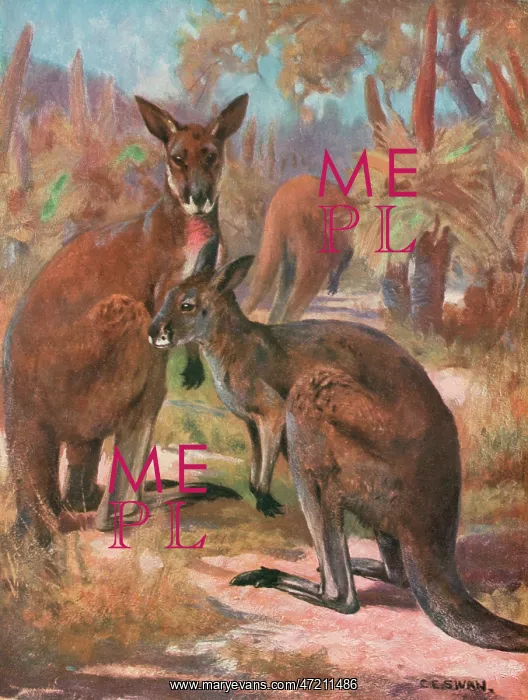  : KANGAROOS 1909
