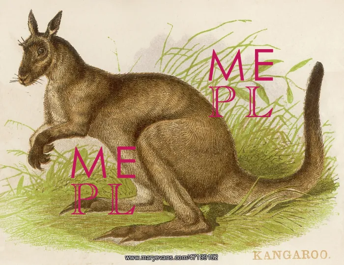  : KANGAROOS / BRITTAN / SCRAP