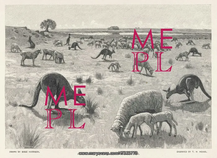 : KANGAROOS & SHEEP 1840 : KANGAROOS & SHEEP 1840