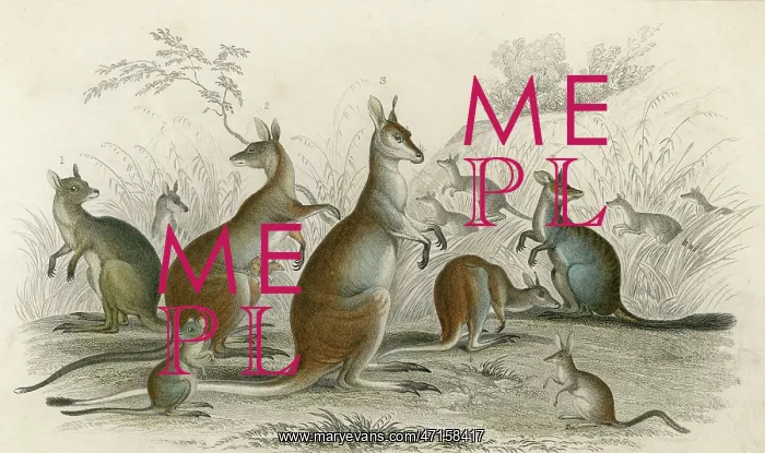 : KANGAROOS VARIOUS 19C : KANGAROOS VARIOUS 19C