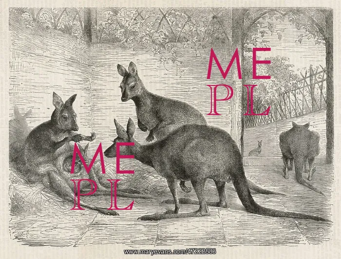 : KANGAROOS IN ZOO 1879 : KANGAROOS IN ZOO 1879