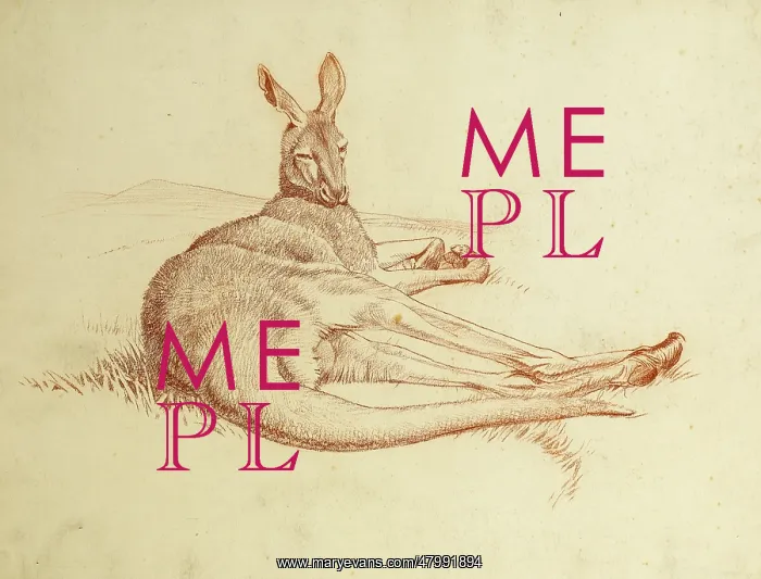  : Kangeroo. A kangeroo lying down on its side, resting