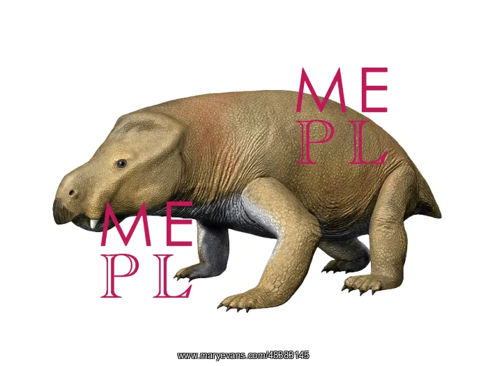 : Kannemeyeria is a large dicynodont from the Middle Triassic : Kannemeyeria is a large dicynodont from the Middle Triassic