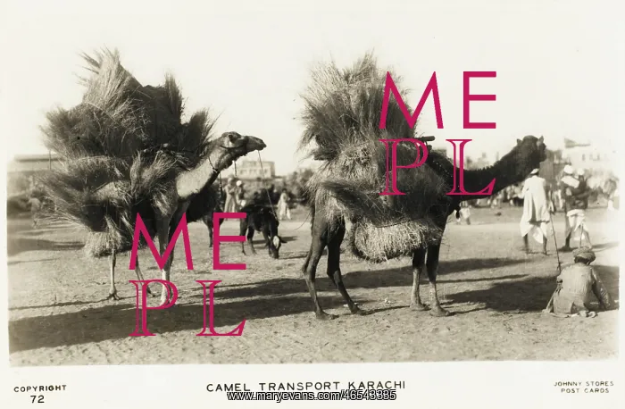 : Karachi - Camel Train : Karachi - Camel Train