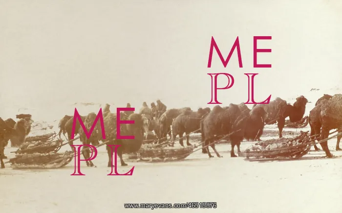 : Karaganda, Kazakhstan - Camels pulling sleds of ore : Karaganda, Kazakhstan - Camels pulling sleds of ore