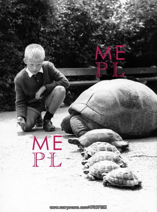 : Karl Heinz watching turtles as they begin to race : Karl Heinz watching turtles as they begin to race