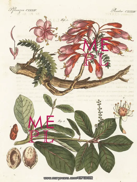 : Karoo boer-bean and Malabar almond : Karoo boer-bean and Malabar almond
