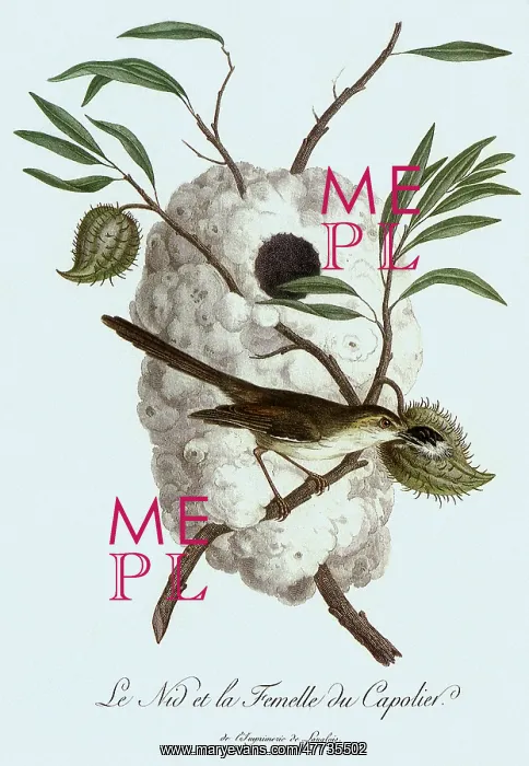  : Karoo Prinia, Prinia maculosa