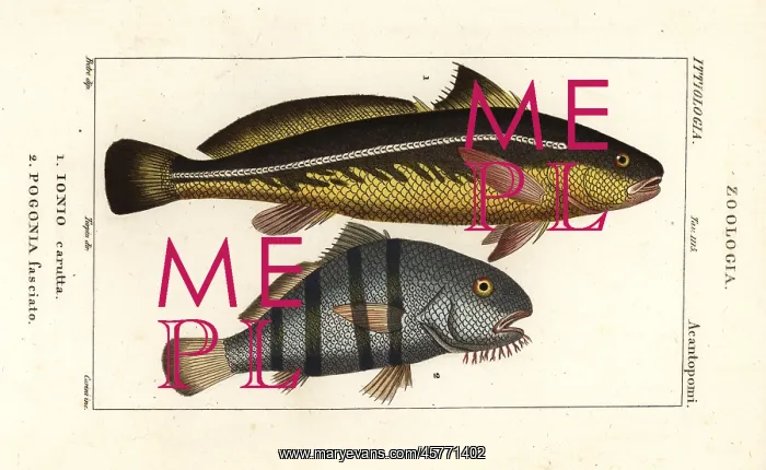 : Karut croaker and black drum : Karut croaker and black drum