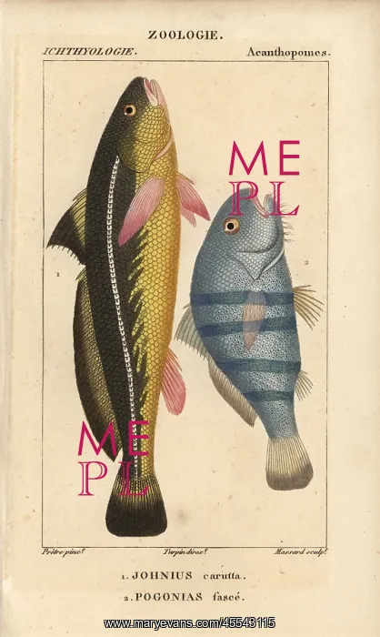 : Karut croaker, Johnius carutta, and black drum : Karut croaker, Johnius carutta, and black drum
