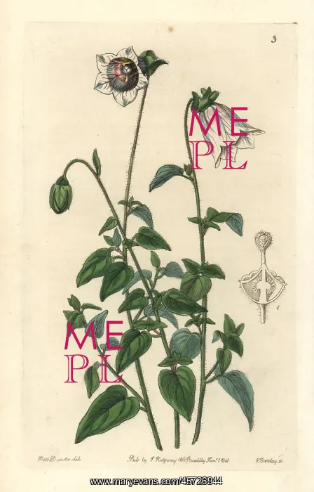 : Kashmir bellflower, Codonopsis ovata : Kashmir bellflower, Codonopsis ovata