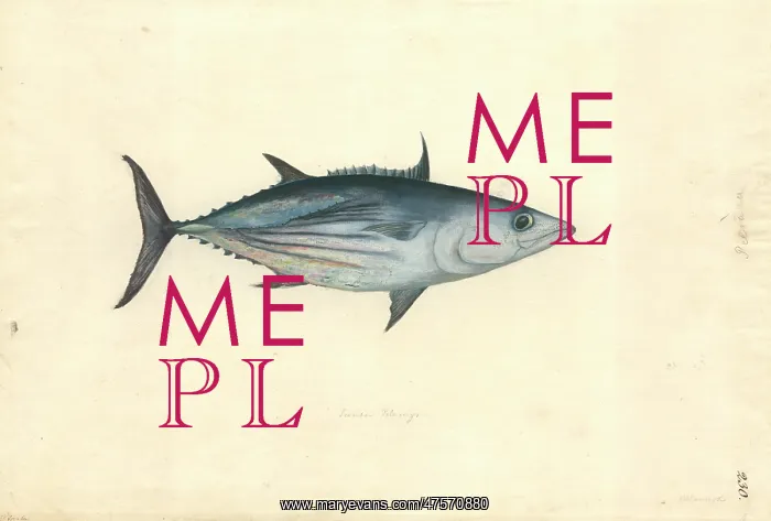 : Katsuwomus pelamis, skipjack tuna : Katsuwomus pelamis, skipjack tuna