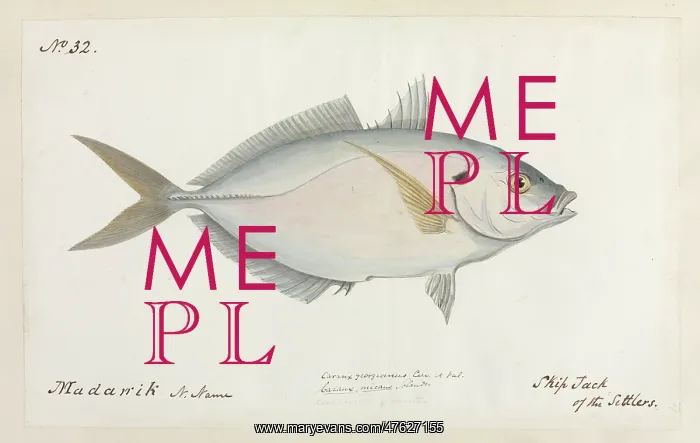 : Katsuwonus pelamis, skipjack of the Settlers : Katsuwonus pelamis, skipjack of the Settlers