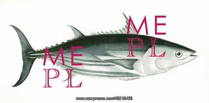 : Katsuwonus pelamis, or Skipjack tuna : Katsuwonus pelamis, or Skipjack tuna