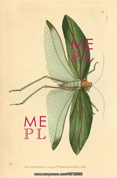 : Katydid, Stilpnochlora laurifolia : Katydid, Stilpnochlora laurifolia