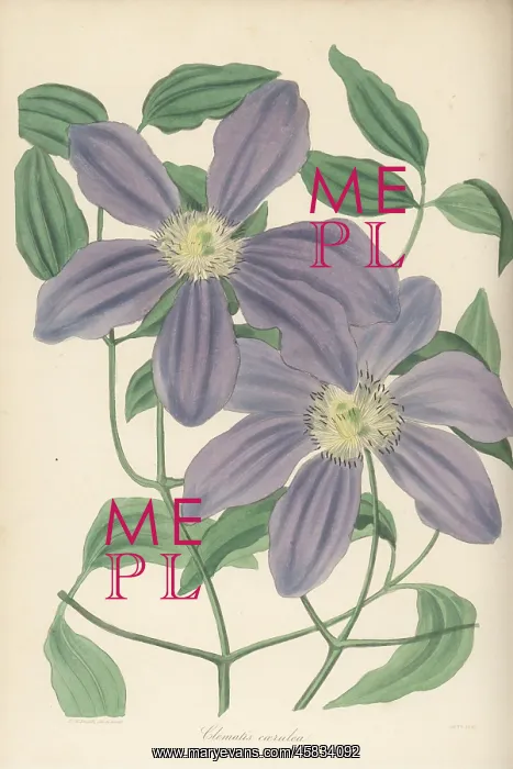 : Kazeguruma, Clematis patens : Kazeguruma, Clematis patens