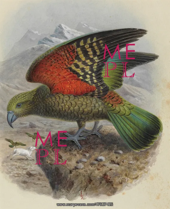 : Kea, Nestor notabilis : Kea, Nestor notabilis