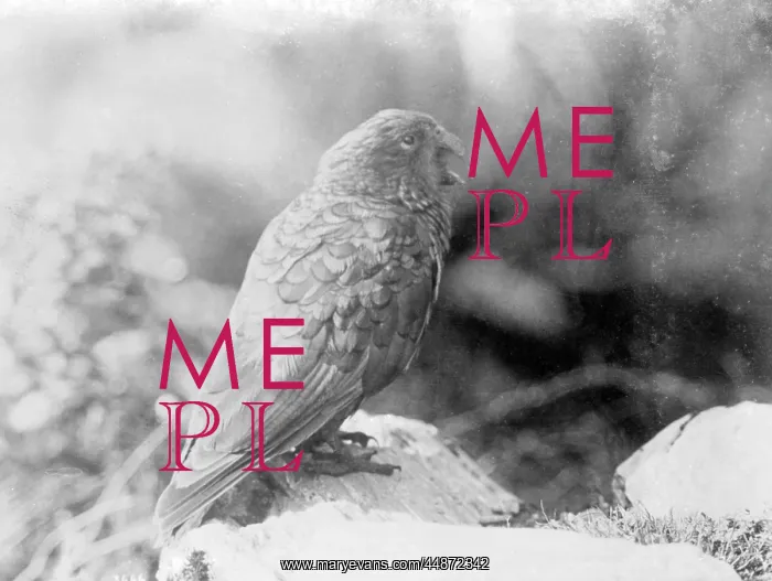 : KEA PARROT 1930S : KEA PARROT 1930S