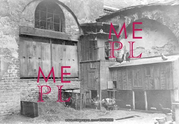 : Keeping chickens at the Krogel in Berlin, 1907 : Keeping chickens at the Krogel in Berlin, 1907