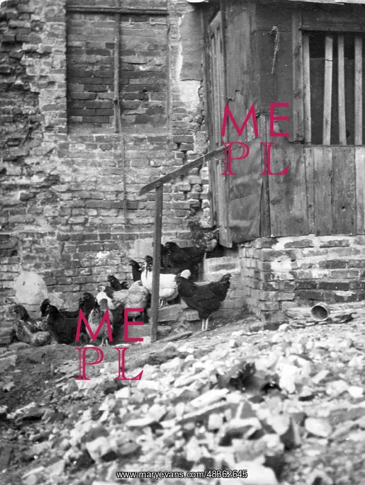 : Keeping chickens at the Krogel in Berlin, 1934 : Keeping chickens at the Krogel in Berlin, 1934