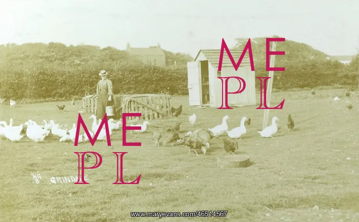 : Keeping poultry at Grindale, Yorkshire : Keeping poultry at Grindale, Yorkshire