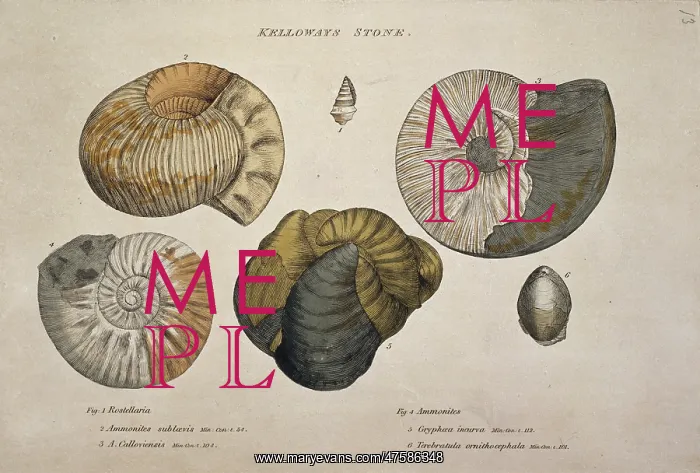: Kelloways Stone : Kelloways Stone
