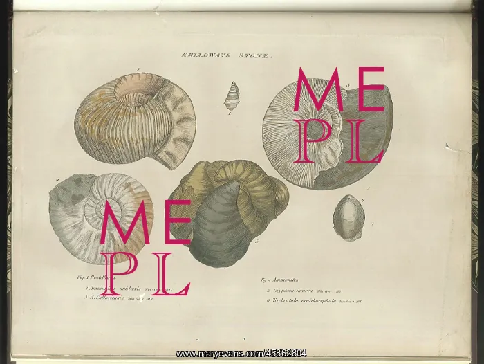: Kelloways Stone fossils : Kelloways Stone fossils
