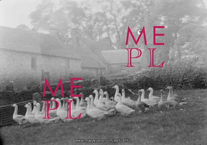  : Kemnal Farm - Birds / Geese