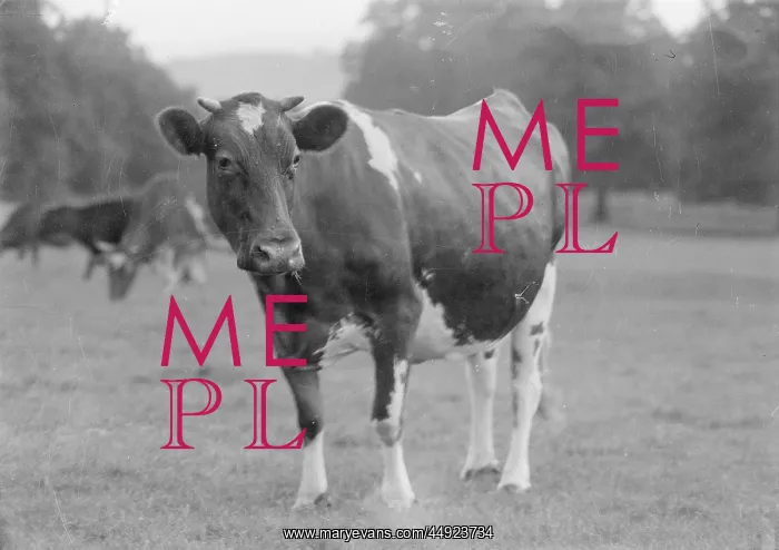  : Kemnal Farm - Cow