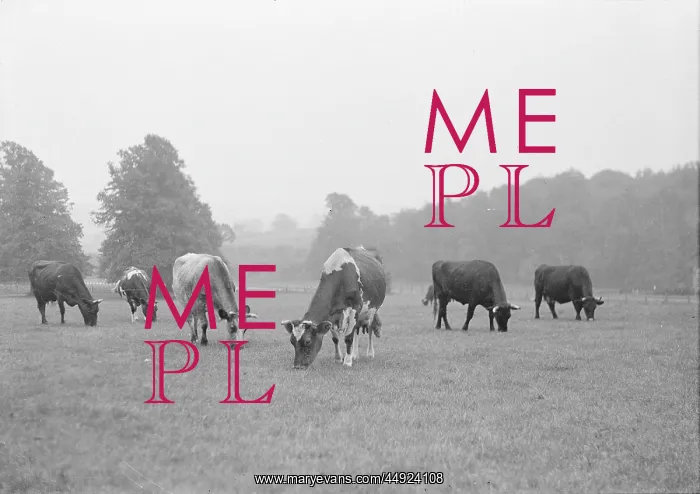 : Kemnal Farm - Cows in field