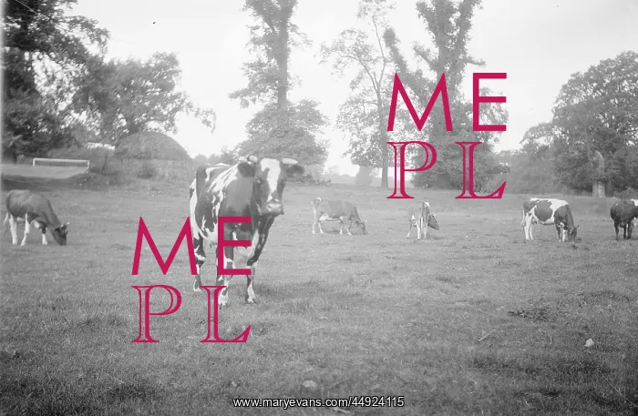  : Kemnal Farm - Cows in field