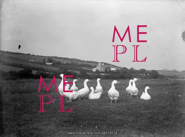: Kemnal Farm - Geese in field, Cornwall? : Kemnal Farm - Geese in field, Cornwall?