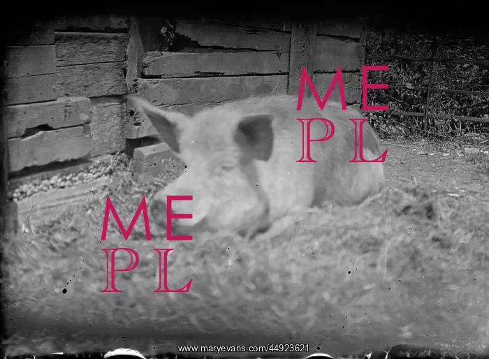  : Kemnal Farm - Pig