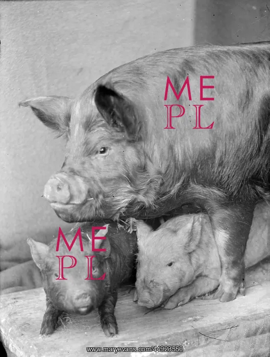  : Kemnal Farm - Pig with piglets