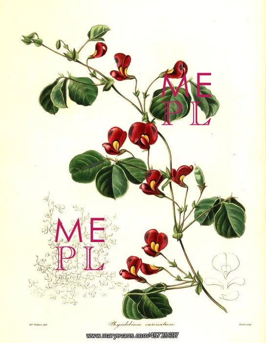 : Kennedia carinata : Kennedia carinata
