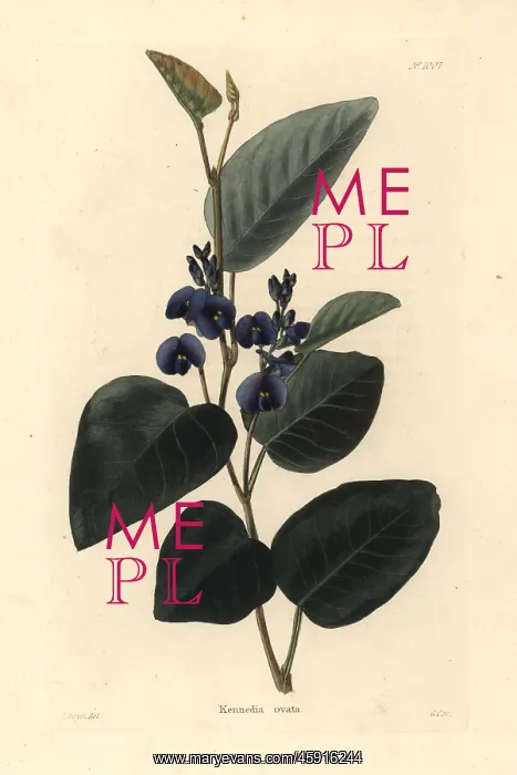 : Kennedia ovata : Kennedia ovata