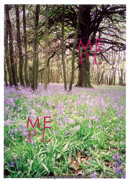 : KENTISH BLUEBELL WOOD : KENTISH BLUEBELL WOOD