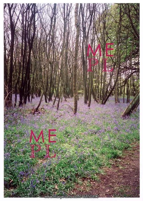 : KENTISH BLUEBELL WOOD : KENTISH BLUEBELL WOOD