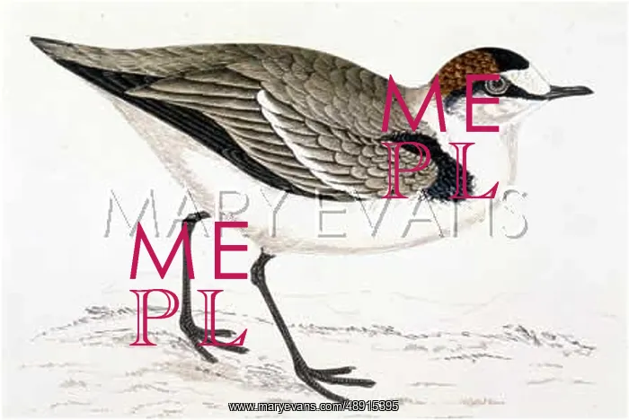: KENTISH DOTTEREL : KENTISH DOTTEREL