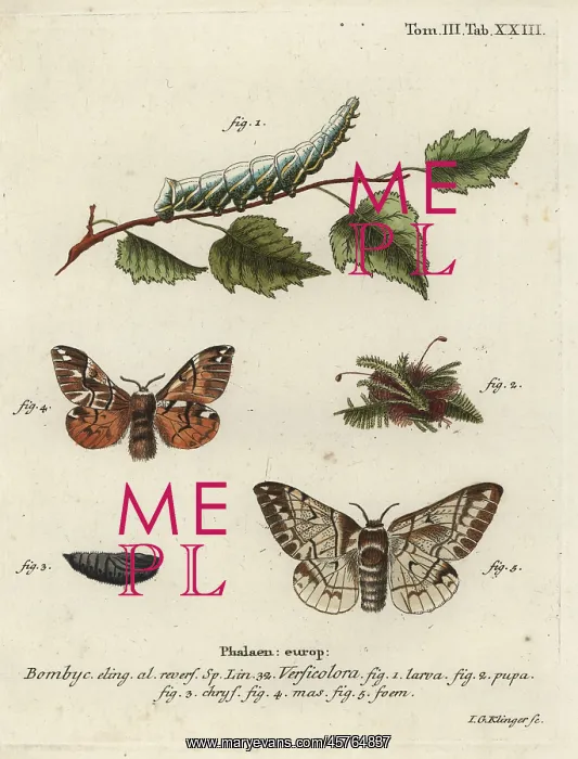 : Kentish glory, Endromis versicolora : Kentish glory, Endromis versicolora