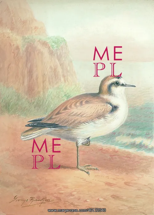  : Kentish Plover