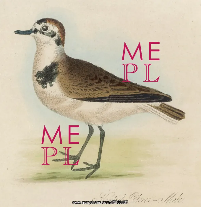  : KENTISH PLOVER  /  MALE