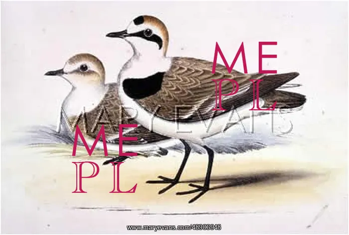  : KENTISH PLOVER (MORRIS)
