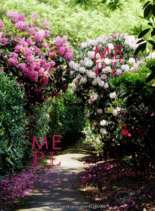 : Kenwood House gardens : Kenwood House gardens