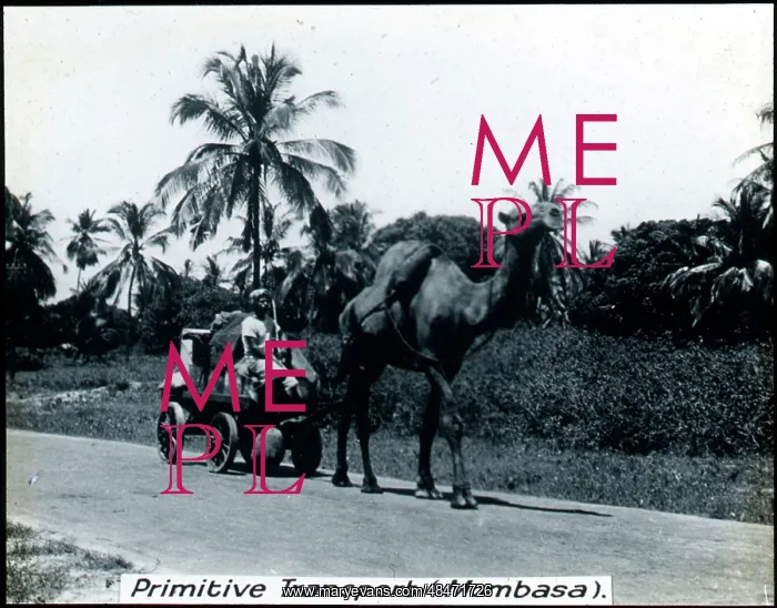 : Kenya - Camel-drawn Transport, Mombasa : Kenya - Camel-drawn Transport, Mombasa