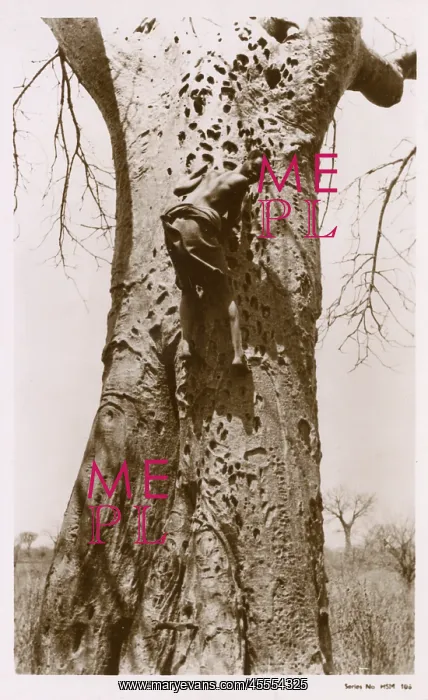  : Kenyan boy scaling a tree trunk on the hunt for honey